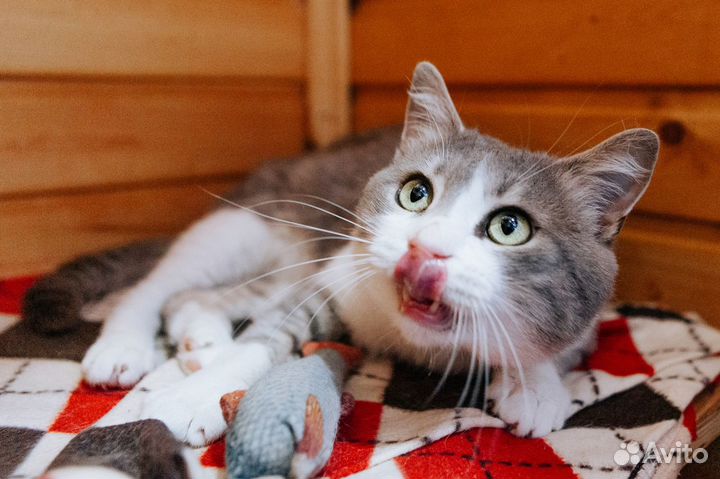 Кот в дар