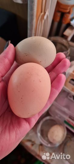 Домашние куриные яйца,перепелиные