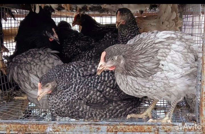 Куры чешский доминант, несутся