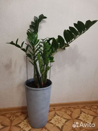 Замиокулькас