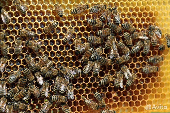 Пчелопакеты пчелосемьи пчелы