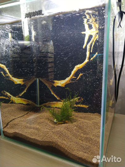 Коряги,Аквариум Креветочник, 19 л