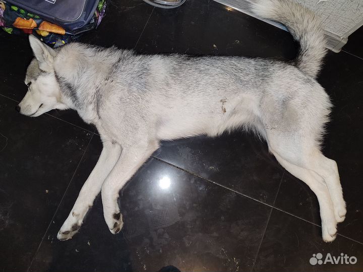 Найдена собака Хаски девочка Пятигорск