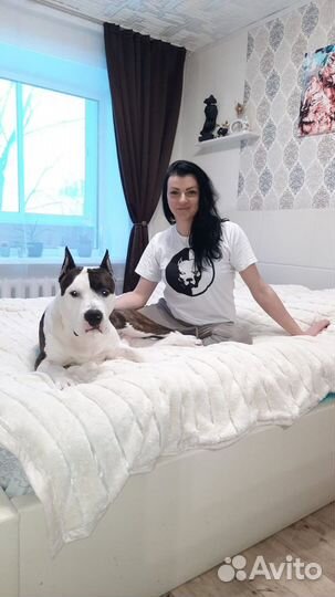 Вязка Амстафф