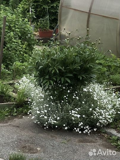 Многолетники