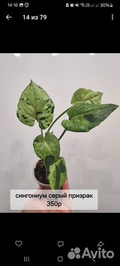 Комнатные цветы калатея, сингониум, маранта, фикус