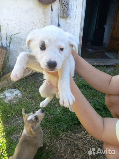 Собака в добрые руки отдам бесплатно