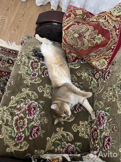 Вязка кота 2000