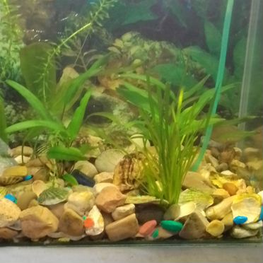 Аквариум с рыбками