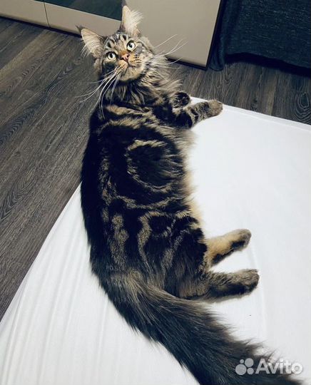 Передержка котов и кошек