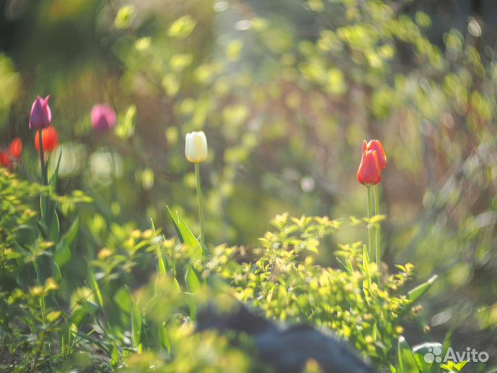 Гелиос 40 2 М42 (+micro43)