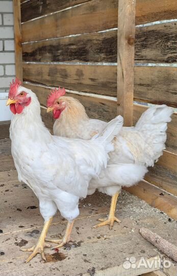 Молодые петушки домашние