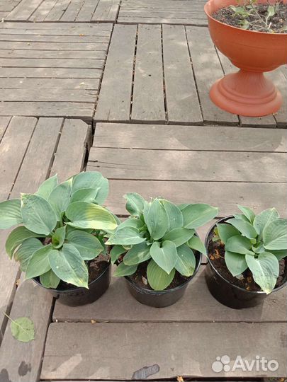 Хосты, гипсофила