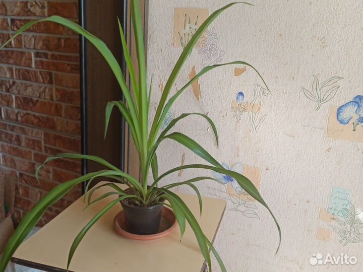 Хлорофитум