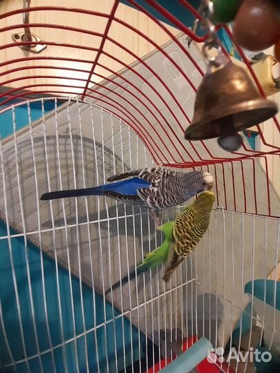 Волнистые попугаи с клеткой