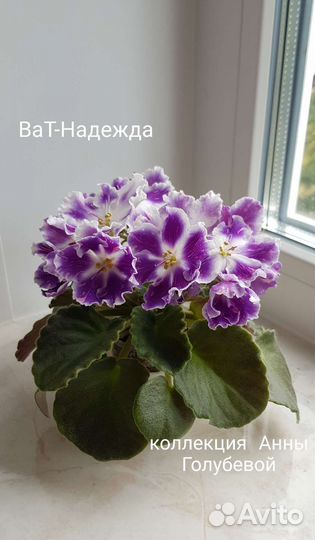 Сортовые фиалки