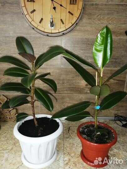 Фикус каучуконосный