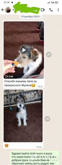 Щенки фокстерьера