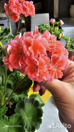 Герань пеларгония