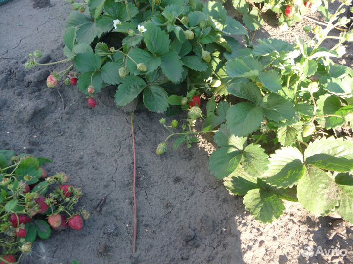 Продам рассаду земляники