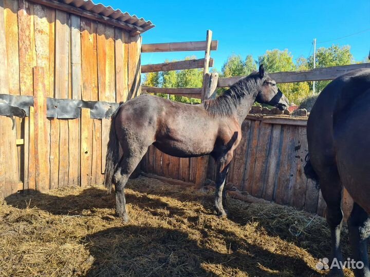 Лошади-жеребец, кобылки