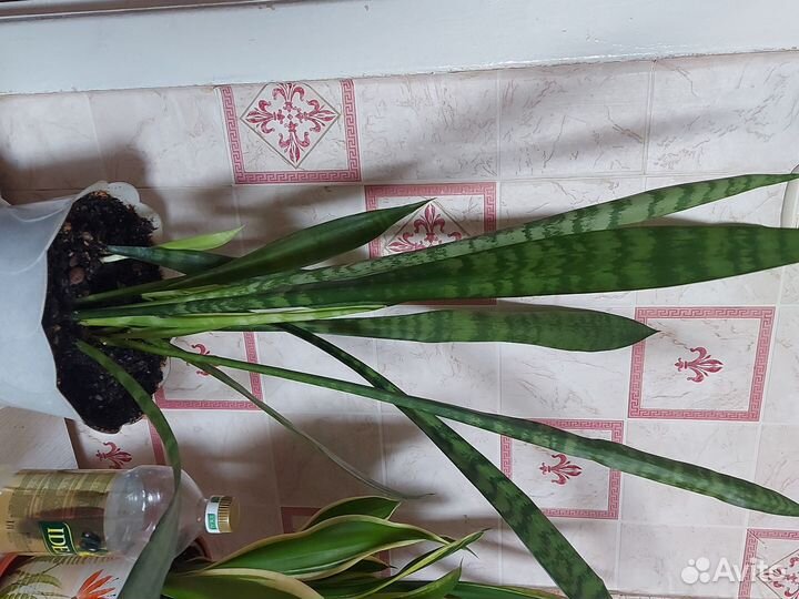 Сансевиерия