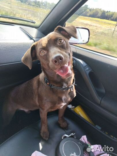 Собака в добрые руки