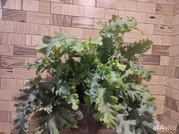 Флебодиум давана