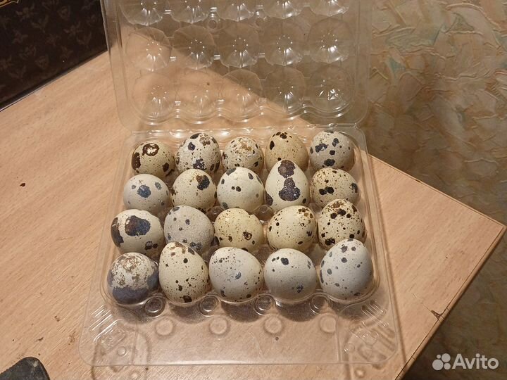Яйца перепелиные домашние