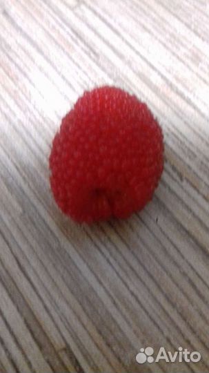 Тибетская малина саженцы