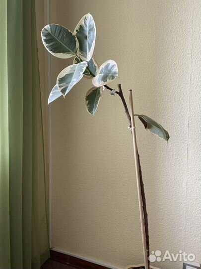 Фикус тинеке большой