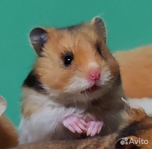 Сирийские Ангорские Хомяки Эксклюзивные