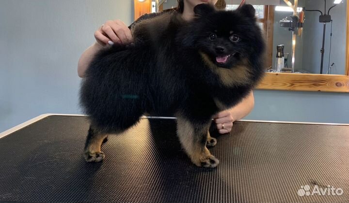 Груминг собак/кошек