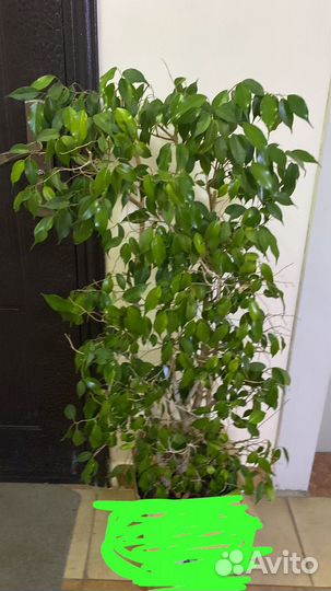 Фикус бенджамина