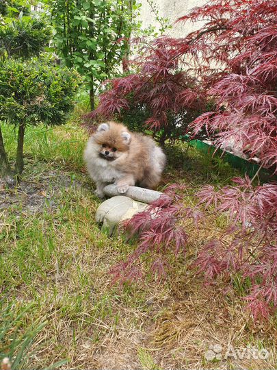 Померанский шпиц