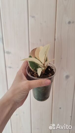 Фикус эластика тинеке