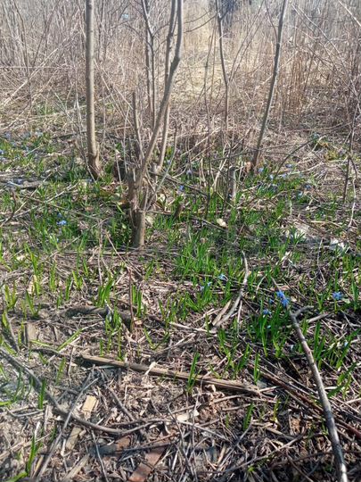 Участок 5 сот. (СНТ, ДНП)