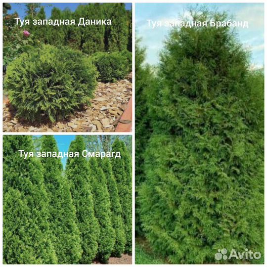 Саженцы растений для малоуходного сада