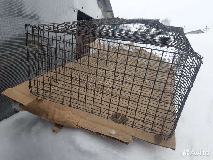 Клетки разных размеров