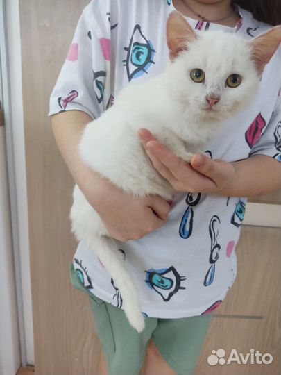 Юные кошечки барышни