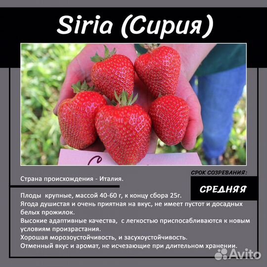 Клубника сорт «Сирия»