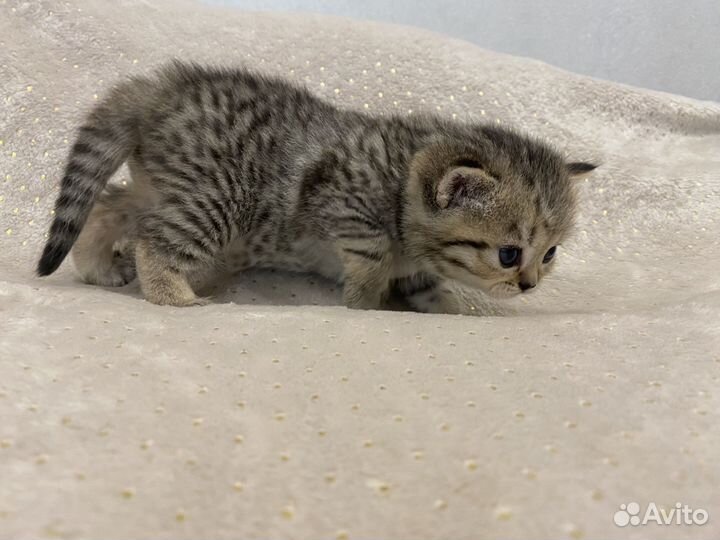 Шотландские котята