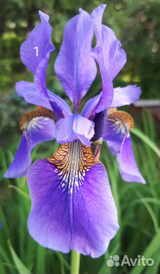 Ирис сибирский
