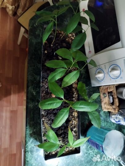 Личи саженцы