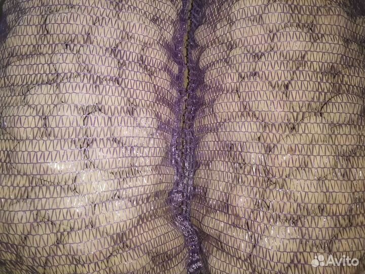 Семенной картофель