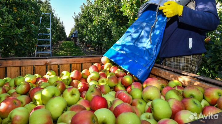 Сборщик яблок