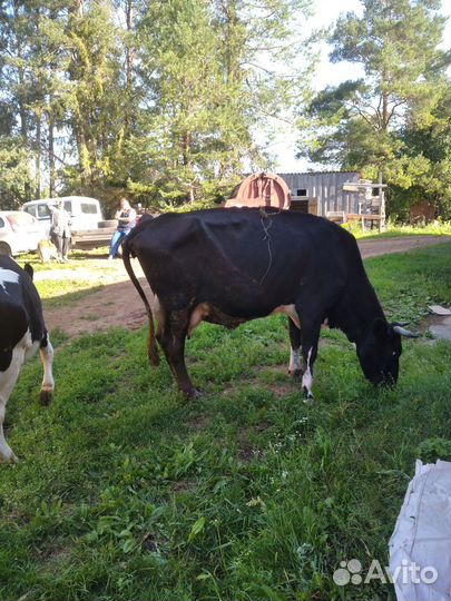 Корова дойная