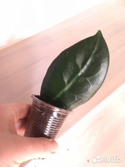 Хойя ригида, тсанги, ребекка