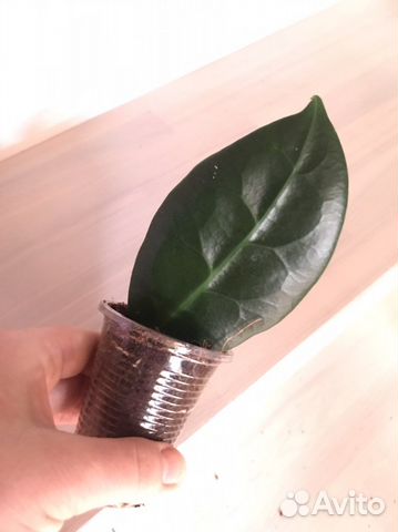 Хойя ригида, тсанги, ребекка