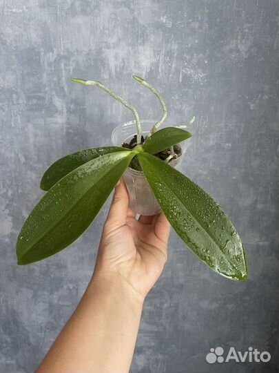 Орхидея фаленопсис